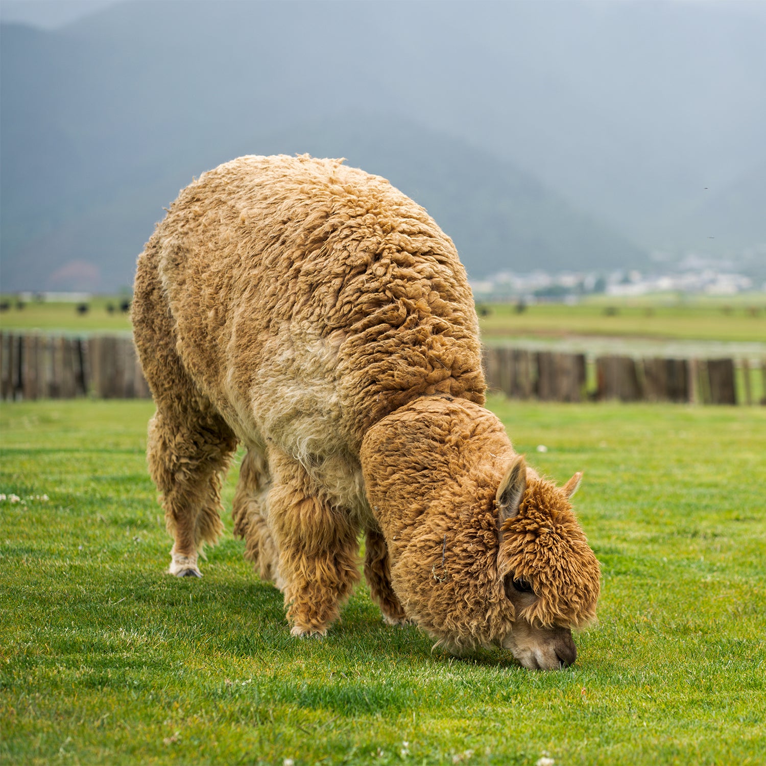 ABOUT-US-1500X1500-ALPACAS2.jpg