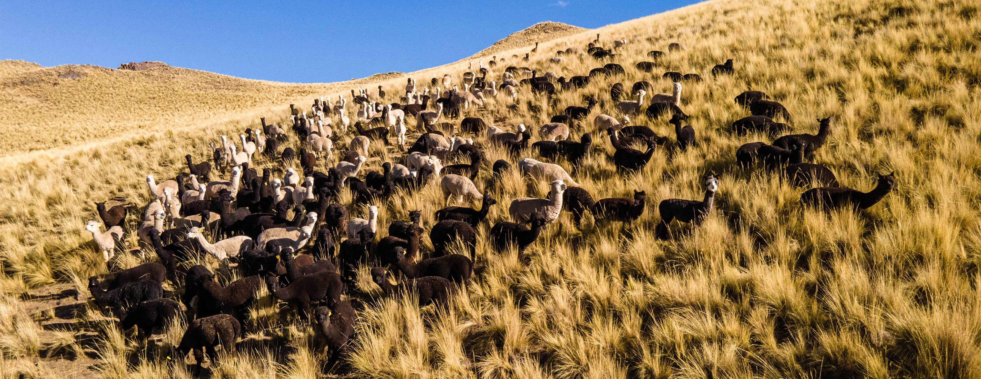 PORTADA-ALPACAS-NEGRAS-Y-BLANCAS.jpg